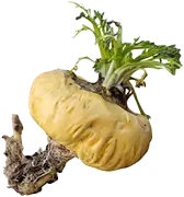 maca-root image